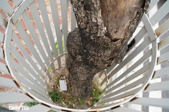 Theo Ban QLDA Đầu tư xây dựng công trình giao thông Hà Nội cho biết, qua nhiều đợt kiểm tra, đánh giá (các ngày: 6/8/2020; 22/9/2020; 5/10/2020; 29/1/2021) tình trạng cây Sưa sau dịch chuyển của Dự án, đến nay hiện có 07 cây Sưa đã chết và 25 cây sinh trưởng ổn định.  