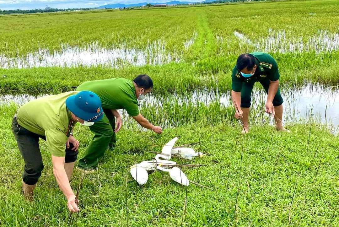Lực lượng liên ngành tháo gỡ các dụng cụ bẫy chim trời đặt ở những cánh đồng.