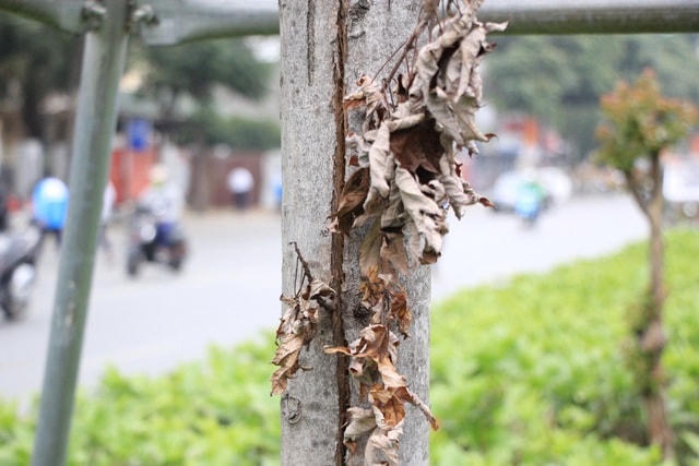 Một thân cây phong lá đỏ nứt toác.