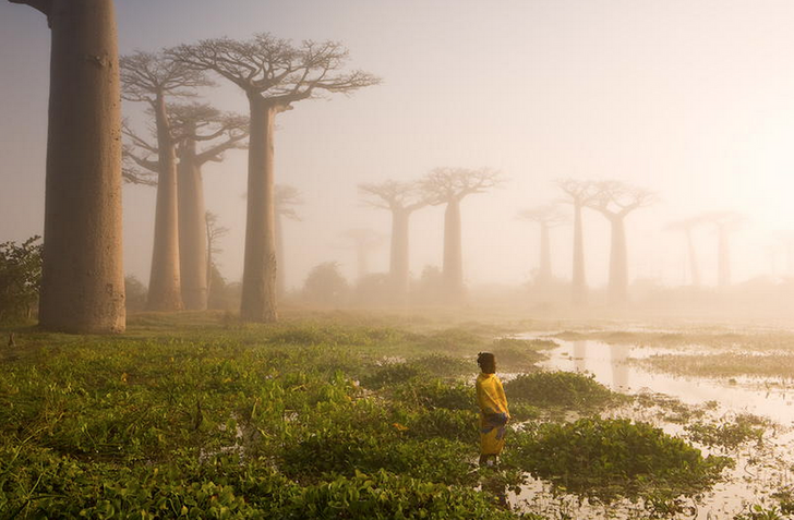 Cây bao báp ở Madagascar.