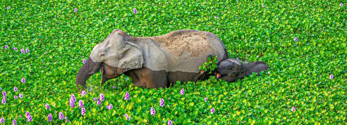 Những khoảnh khắc siêu hài hước của thế giới động vật
