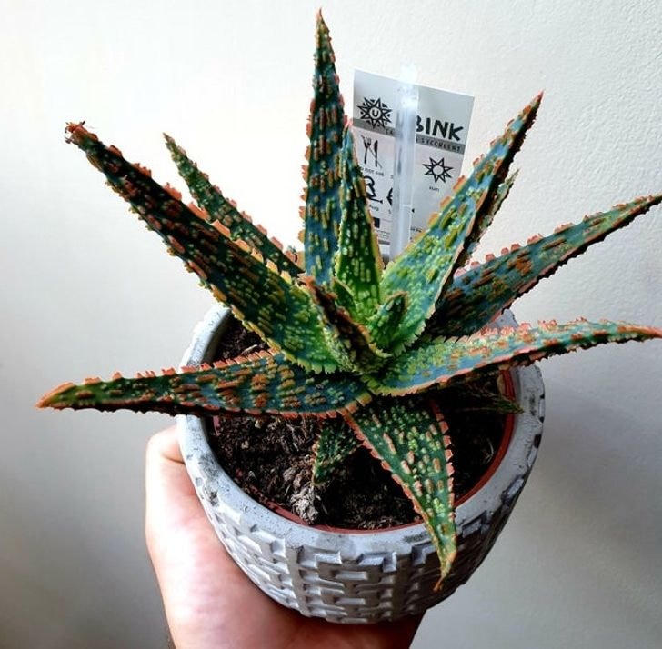 [ẢNH] 15 loại cây lọc không khí nên có trong nhà nếu bạn bị dị ứng