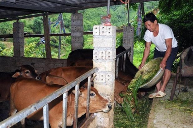 Mô hình chăn nuôi gia súc của cựu chiến binh ở Phù Yên, Sơn La.