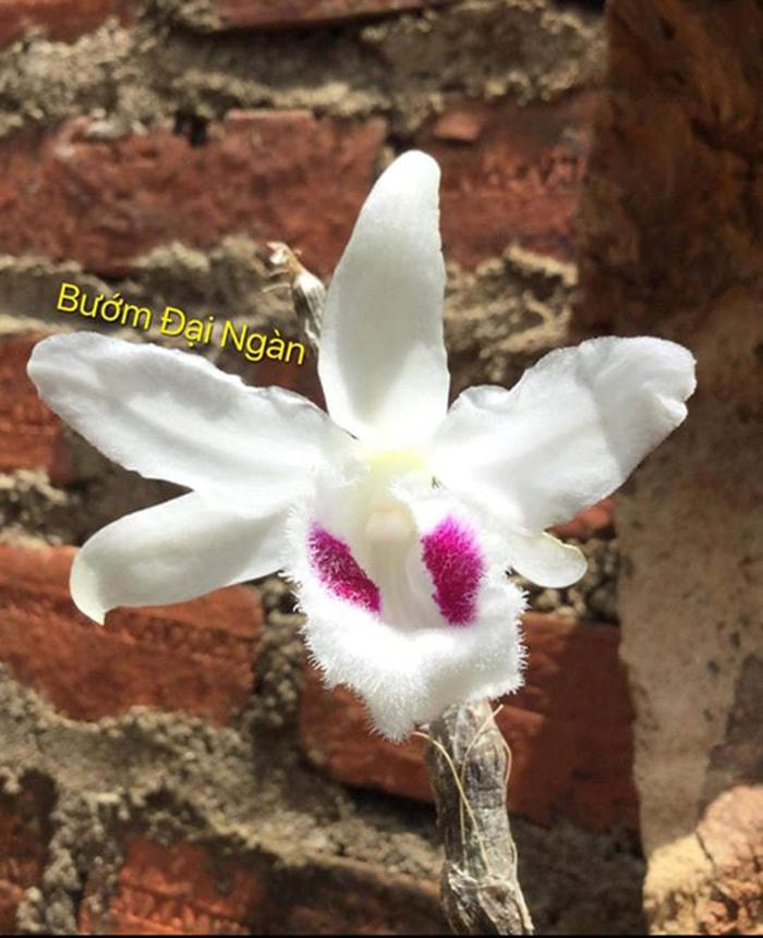 Mặt hoa lan Bướm Đại Ngàn.