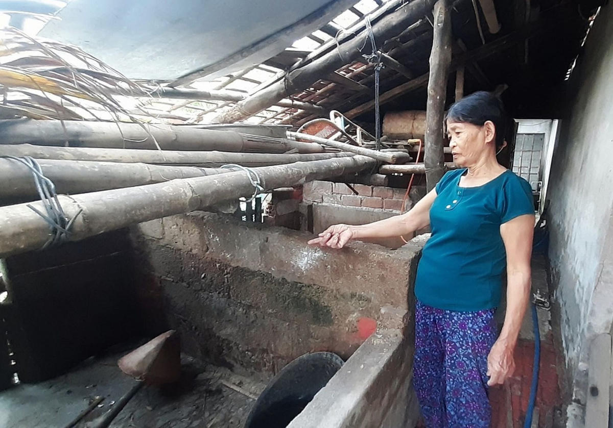 Bà Trần Thị Hường chỉ đàn heo mắc bệnh dịch TLCP chết hết.