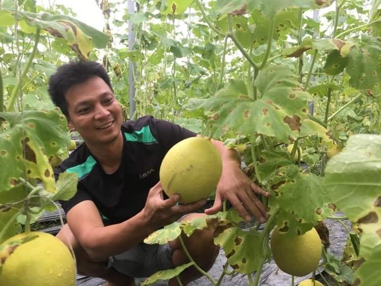 Mô hình trồng dưa lưới trong nhà kín 