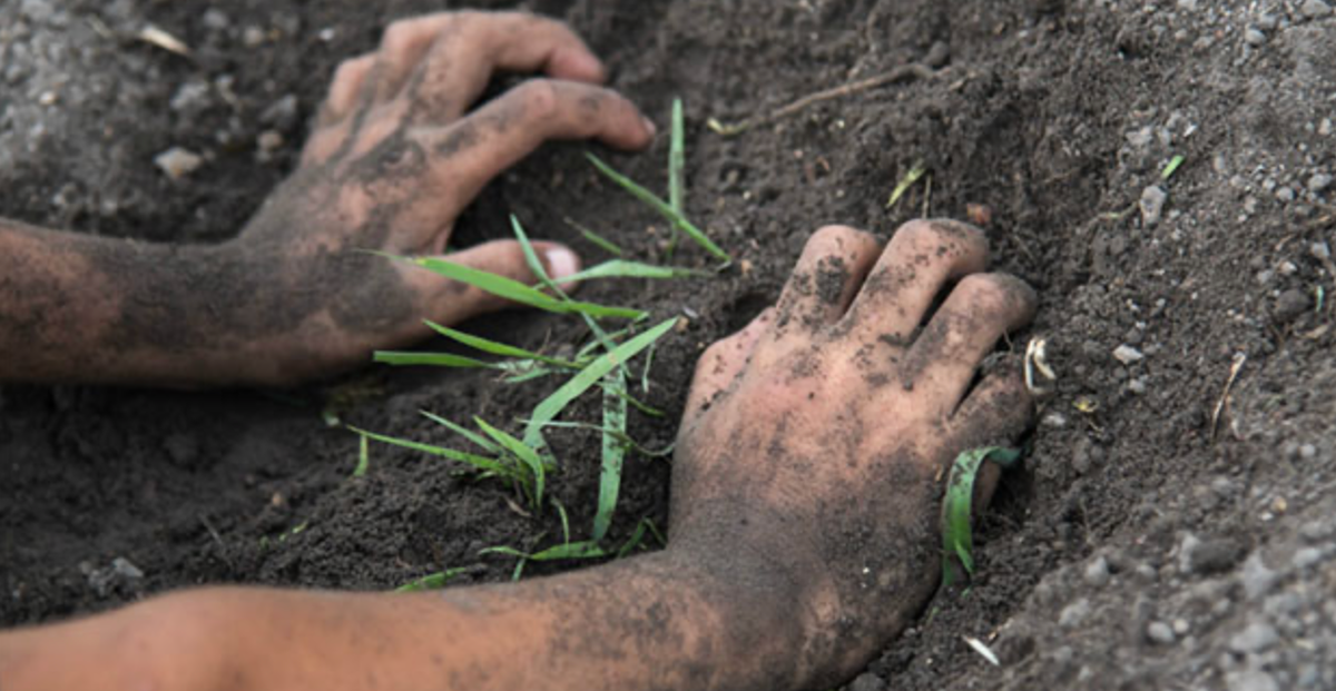 Vi khuẩn gây bệnh Whitmore sống trong đất. Ảnh minh hoạ. 