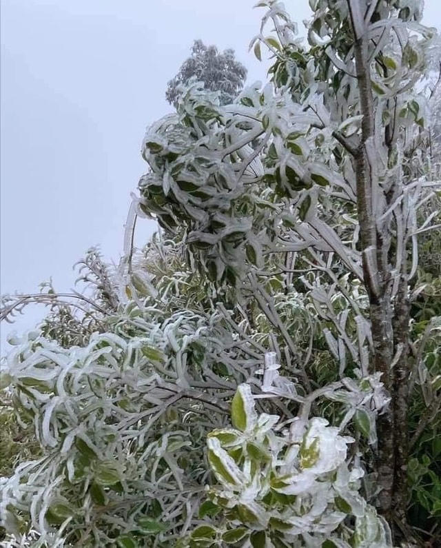 Sa Pa 'đông cứng' trong băng tuyết, đỉnh Khau Phạ cũng 'hóa đá'