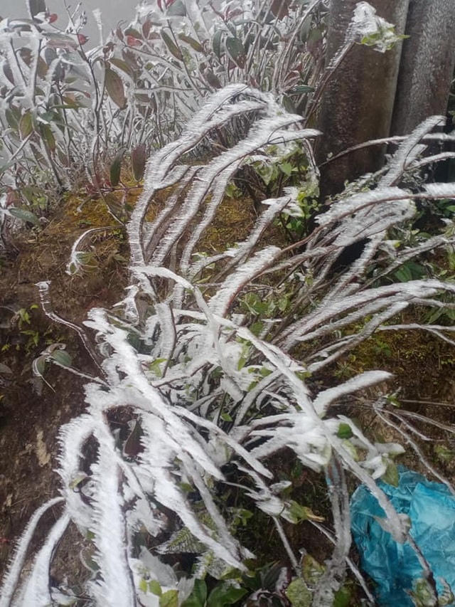 Sa Pa 'đông cứng' trong băng tuyết, đỉnh Khau Phạ cũng 'hóa đá'
