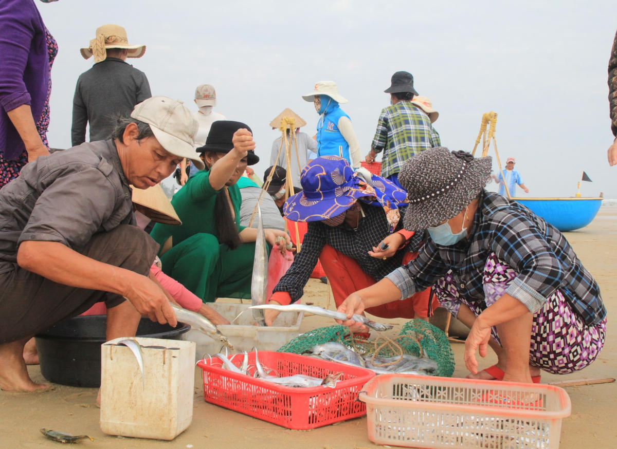 Nhiều thương lái lựa chọn mua cá hố ngay tại bãi biển.
