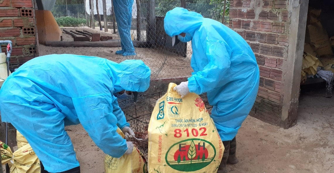 Lực lượng chức năng Quảng Ngãi tiêu hủy gà nhiễm cúm A (H5N8).