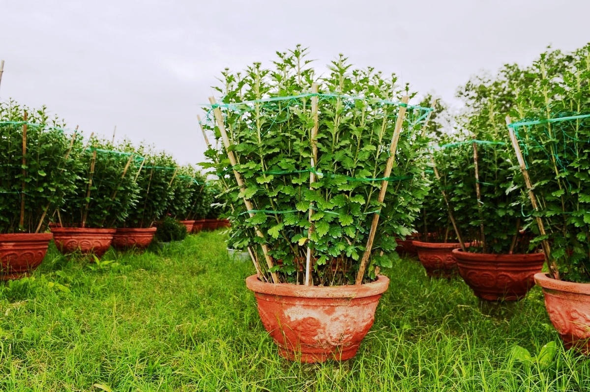 Hoa vẫn chờ khách mua hoa.