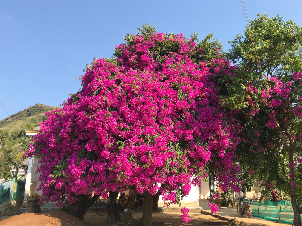 Cây hoa giấy khổng lồ ở đảo Lý Sơn (Quảng Ngãi).