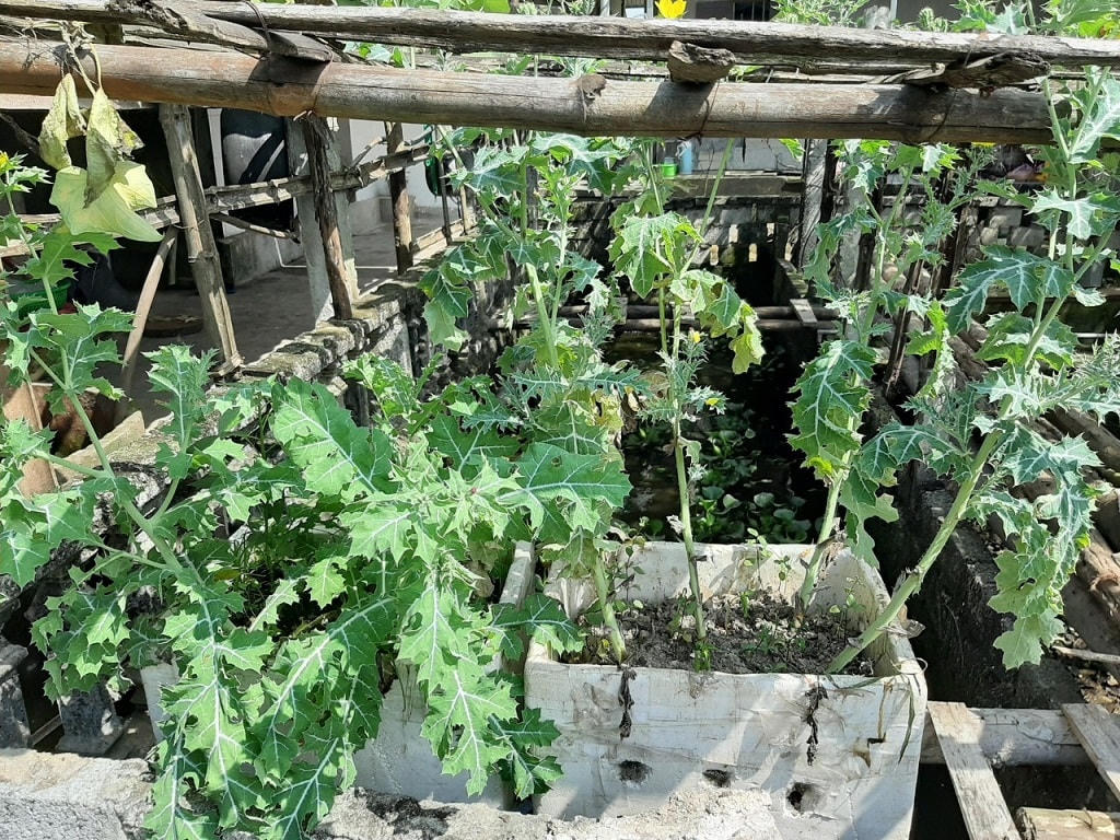 Cây có chứa chất ma túy trong vườn ông T.