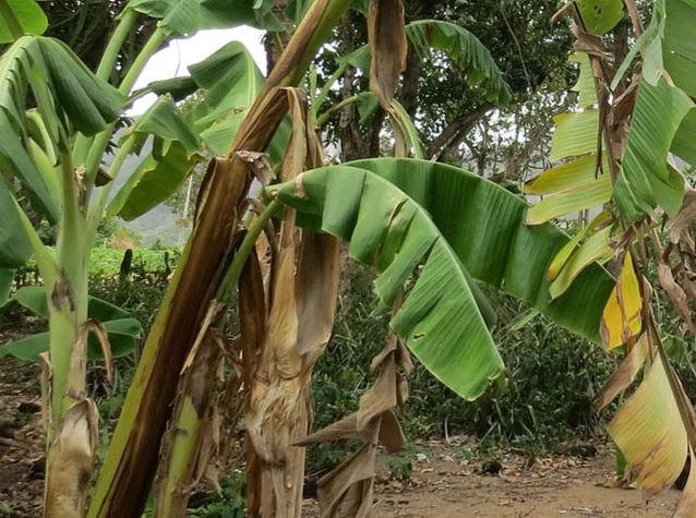 Không để bệnh héo vàng là trên cây chuối lan rộng.