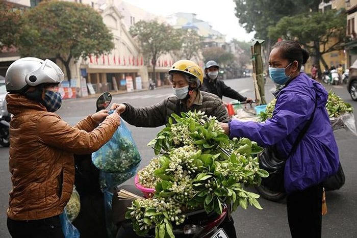 Những năm gần đây, người dân Thủ đô hình thành sở thích thường mua vài cành hoa bưởi để thưởng thức hương thơm dịu dàng của loài hoa này.  