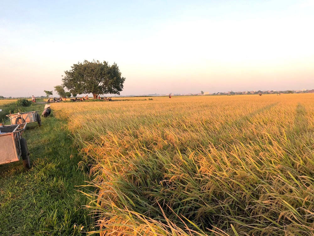 Mùa lúa chín, những cánh đồng quê rộng lớn, trải dài hút tầm mắt. Có dịp chiêm ngưỡng đồng lúa ở Thái Bình, với nhiều người hẳn sẽ không khỏi bâng khuâng, xao xuyến trước nét đẹp thôn quê.  