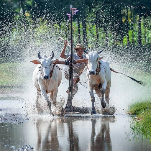 Đua bò ở Bảy Núi