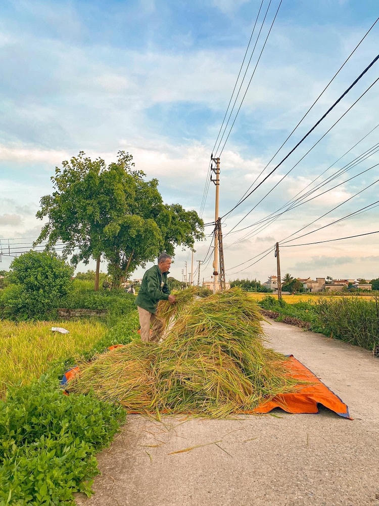 Người dân xếp gọn bó lúa lên đường và đợi máy đến tuốt lúa.  