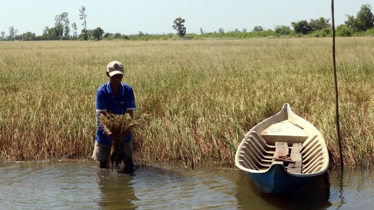 Xâm nhập mặn ngày càng lấn sâu vào nội đồng.