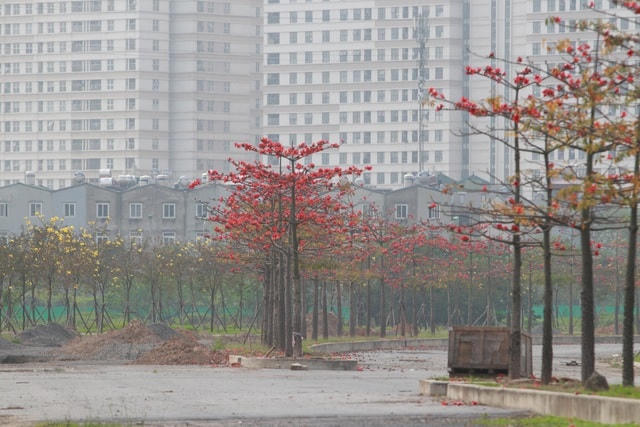 Hàng trăm cây hoa gạo được trồng thành hàng lối, vào tháng 3 hoa gạo bung nở tạo thành một con đường hoa gạo có "một không hai" ở Hà Nội.  