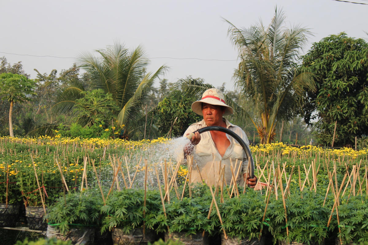 Tranh thủ tưới nước để hoa tươi và kích thích hoa nở.