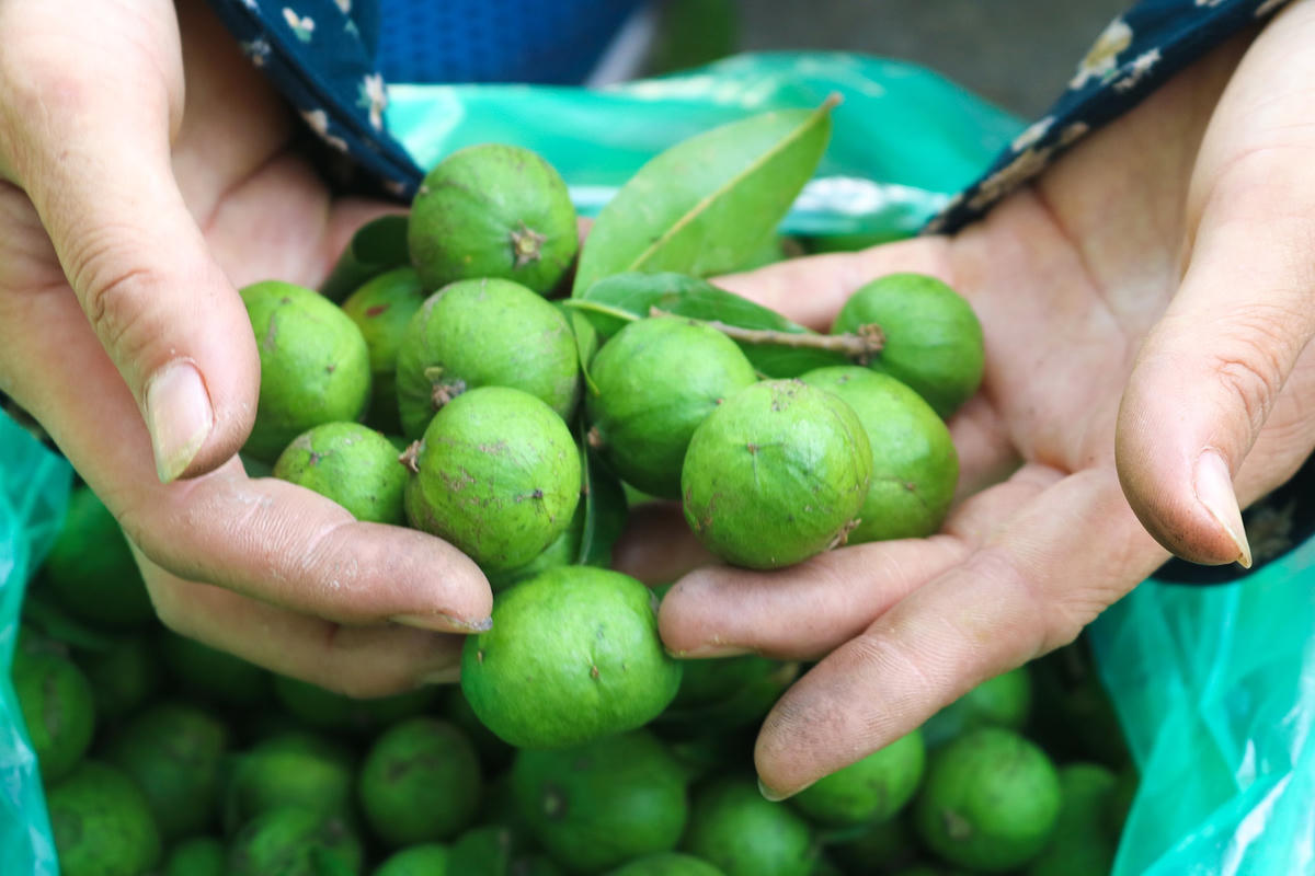 Thợ hái sấu đều là những người lao động tự do.