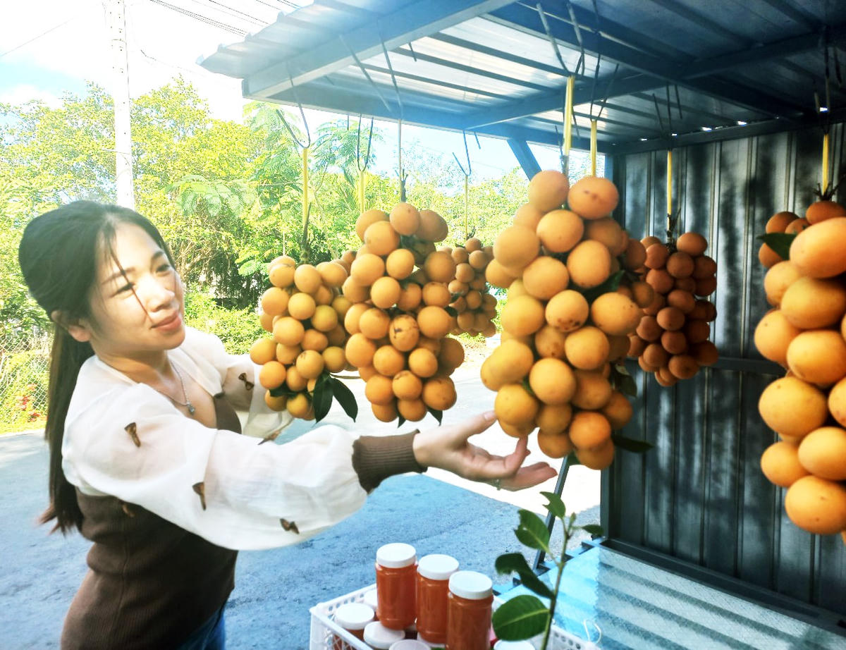 Trái thanh trà được người dân bày bán dọc nhiều tuyến đường của tỉnh Vĩnh Long. 