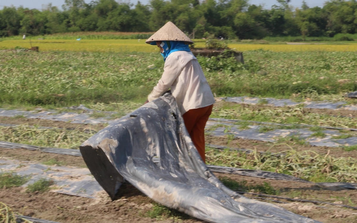 Người dân cuốn bạt phá bỏ sào dưa hấu bị hư hỏng.