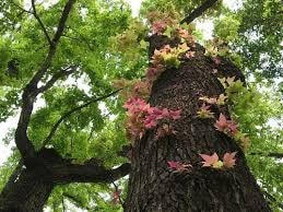 Cây sau sau có vị chát thơm gần giống quả trám trắng.