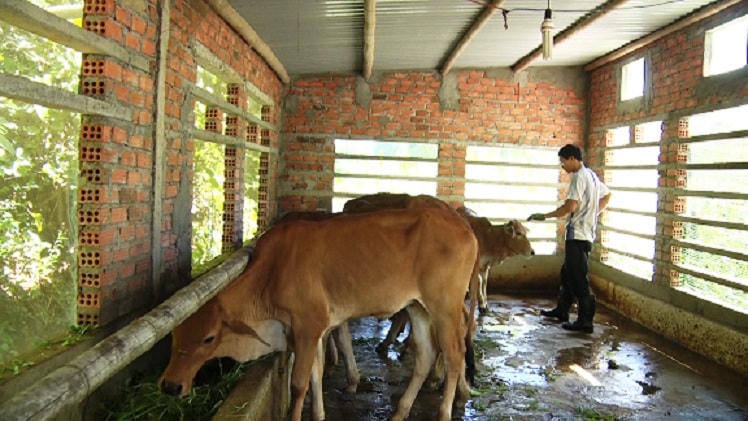 Người dân chăm sóc chuồng trại phòng chống rét gia súc.