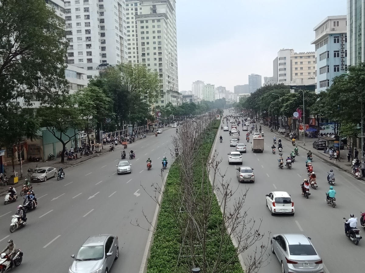 Dự kiến sẽ có 2 phương án trồng cây thay thế cây phong.