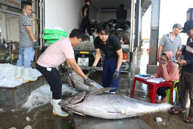 xe đông lạnh cập cảng Hòn Rớ,thu mua cá ngừ dại dương.