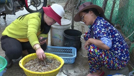 Tiểu thương thu mua tôm đất,  tại đầm Ô Loan, huyện Tuy An (Phú Yên).