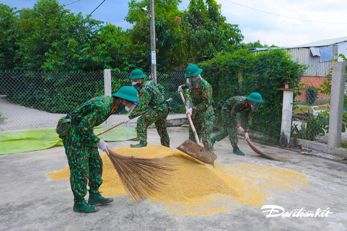 Bên cạnh đó, bộ đội còn giúp người dân phơi lúa, dọn dẹp dụng cụ nông nghiệp.
