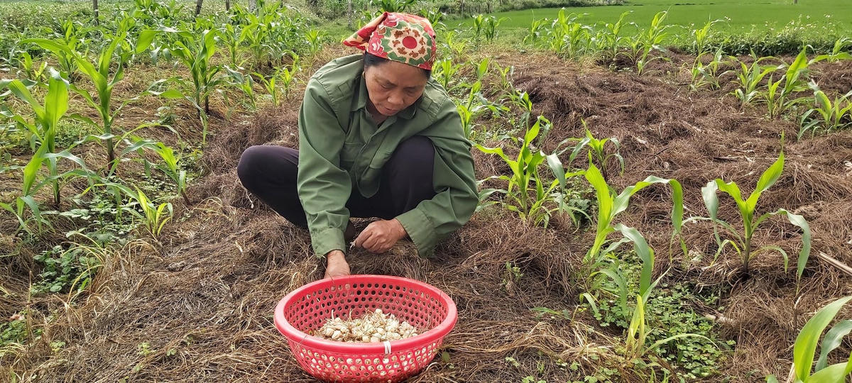 Bà Phạm Thị Tăng, xóm 8 Nghi Lâm thu hoạch cầm chừng vì bán không ai mua.