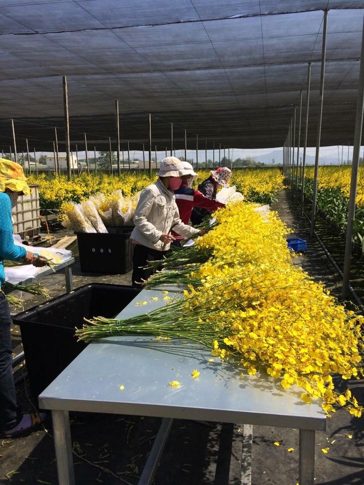 Một số chủ vựa kinh doanh hoa tại Phường 5 và Phường 11 (TP Đà Lạt) cho hay, 10 ngày trước, nhiều thương lái gọi điện đặt hàng số lượng lớn các loại hoa lily, cúc, hoa hồng, lay ơn… để cung ứng cho các tỉnh phía Bắc. Thế nhưng, 4 ngày nay, đã có một số bạn hàng xin tạm hoãn, chờ xem dịch Covid-19 diễn biến ra sao.