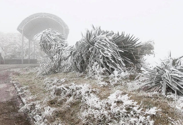 Sa Pa 'đông cứng' trong băng tuyết, đỉnh Khau Phạ cũng 'hóa đá'
