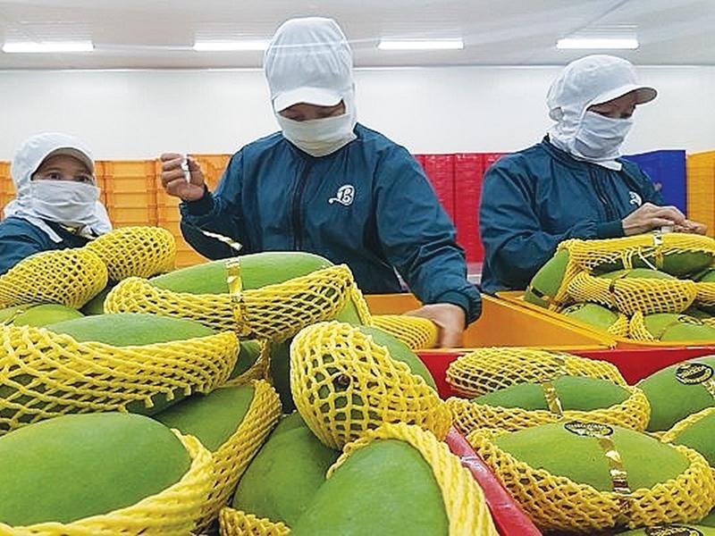 Xoài- một trong những mặt hàng nông sản giá trị xuất khẩu cao. Ảnh: Hồng Hạnh.