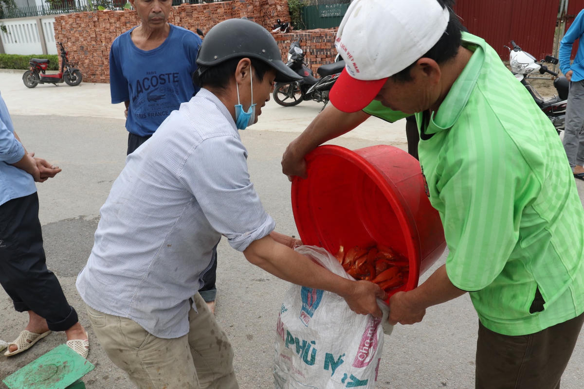 Sau khi 'chốt đơn' tại chỗ, cá được đưa vào các bì, bên trong có chứa nước sẵn rồi thương lái sẽ mang đi tiêu thụ tại nhiều khu vực trong tỉnh Thanh Hoá.