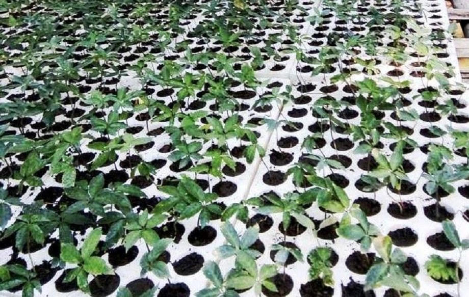 Nuôi trồng sâm Ngọc Linh ở xã Trà Linh.