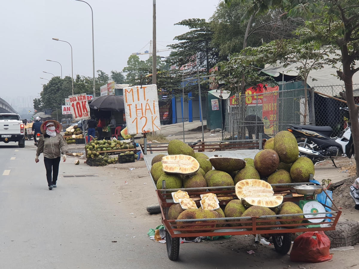 Một số tuyến đường ở Hà Nội như Hồ Tùng Mậu, Nguyễn Xiển, Tôn Thất Thuyết, Phạm Ngọc Thạch, Quán Thánh… xuất hiện nhiều xe tải lớn chở mít Thái tiêu thụ.