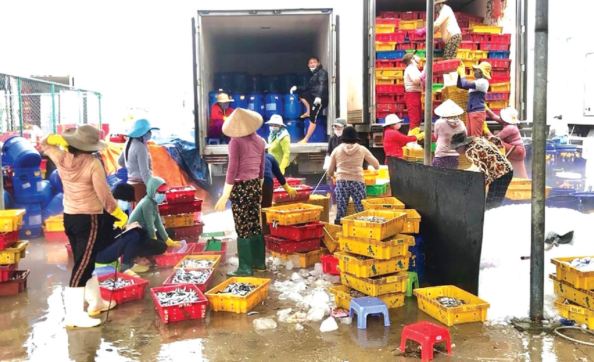 Một góc nhộn nhịp ở cảng Sa Kỳ.