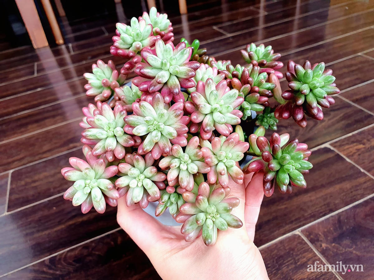 Vẻ đẹp "thôi miên" của chậu sen đá.