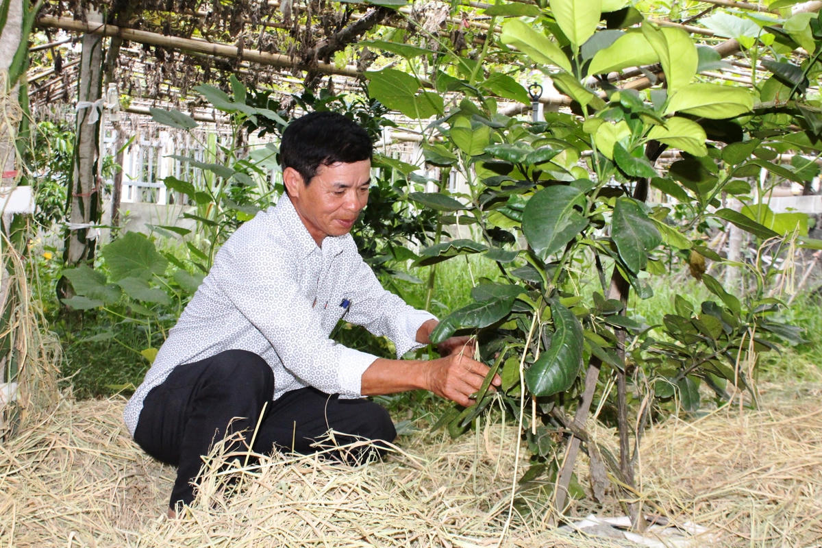 Trưởng thôn Hoàng Quang Vinh tiên phong xây dựng vườn mẫu đạt chuẩn.