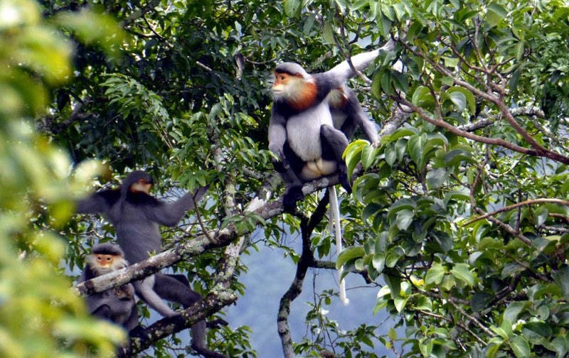 Loài linh trưởng quý hiếm.