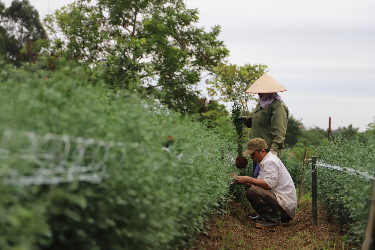 Những vườn cúc họa mi đang vào mùa thu hoạch. 