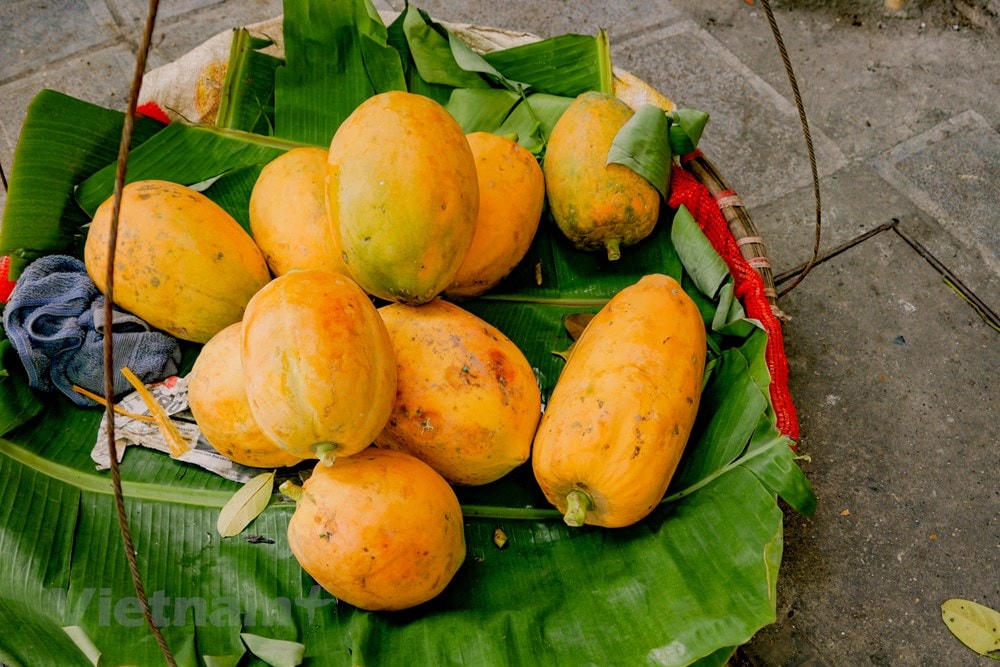 Đu đủ được trồng quanh năm, nhưng vào mùa thu thức quả này còn góp mặt trong mâm ngũ quả của từng nhà với mong ước đủ đầy, thịnh vượng. (Ảnh: Minh Hiếu/Vietnam+).