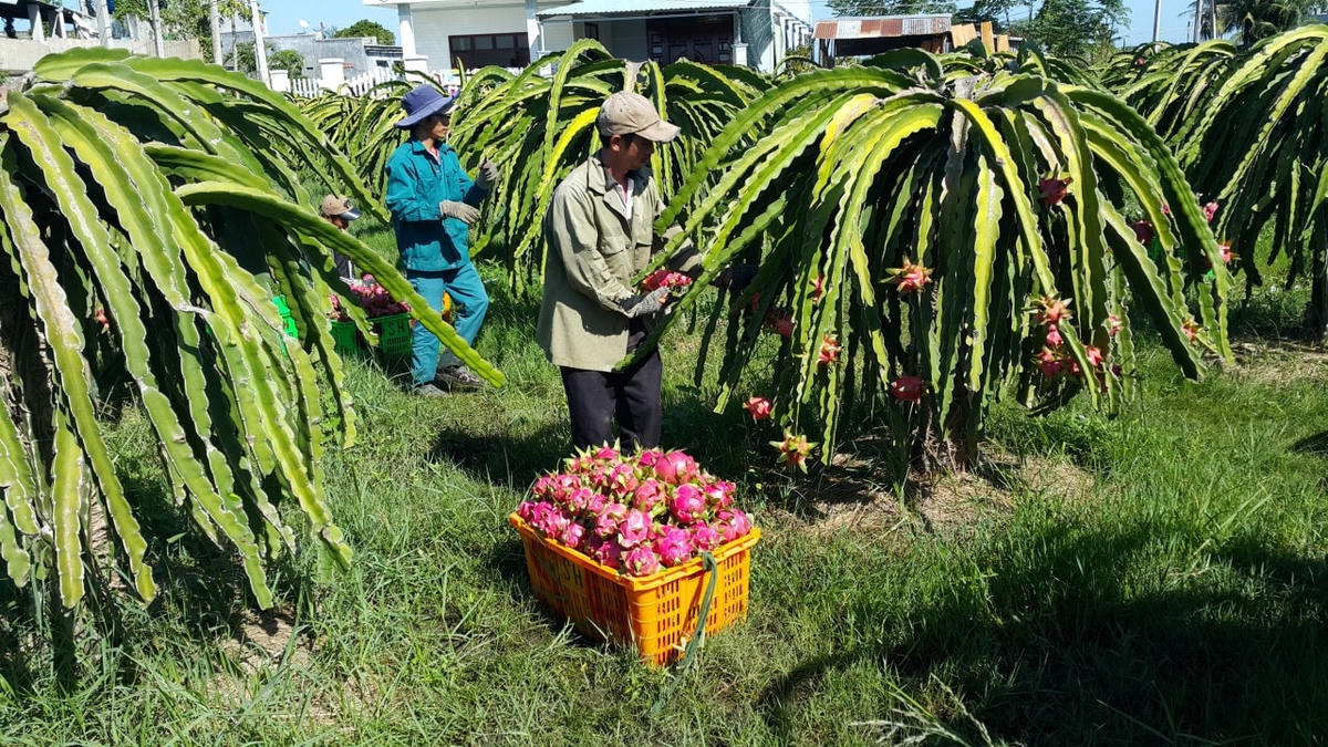 Thanh long là một trong những mặt hàng nông sản hay chịu cảnh bất thường về giá cả.