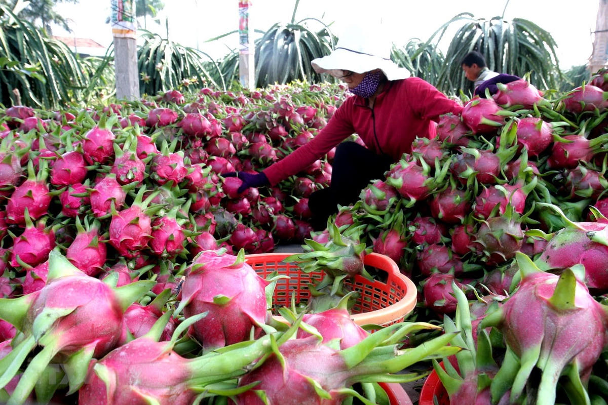 Các thương lái mua thanh long tại vườn nhà với giá cao.
